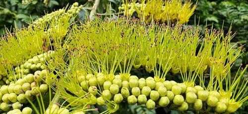 Combretum fruticosum (Combretum fruticosum)