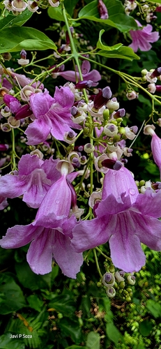 Fridericia chica (Bonpl.) L.G.Lohmann