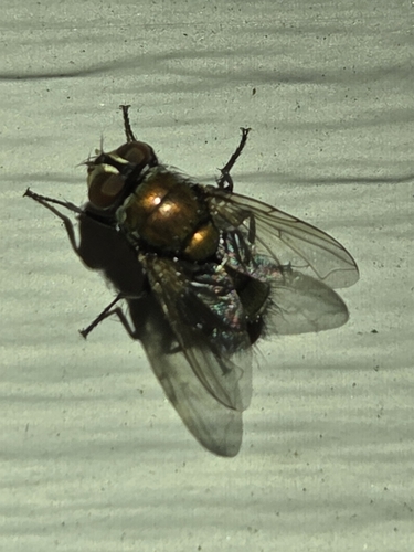 Unknown species found near Alabama, US