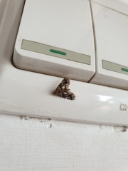 Elophila difflualis