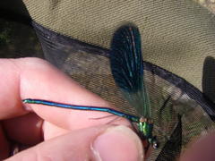 Calopteryx splendens caprai