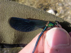 Calopteryx splendens caprai