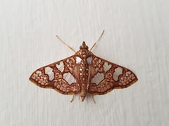 Glyphodes canthusalis