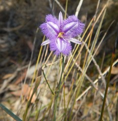 Thysanotus racemoides