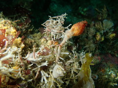 Boltenia villosa