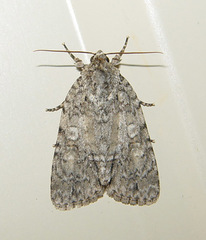 Acronicta immodica