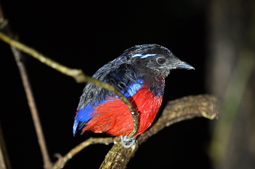 Black-crowned Pitta (Erythropitta ussheri), photo 4