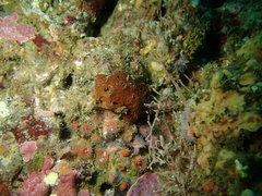 Amphimedon trindanea