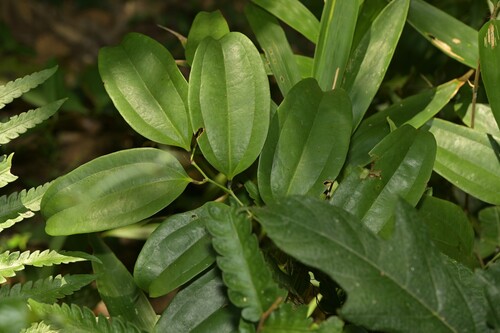 Smilax bracteata iNat (2)