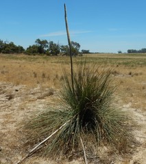 Xanthorrhoea caespitosa