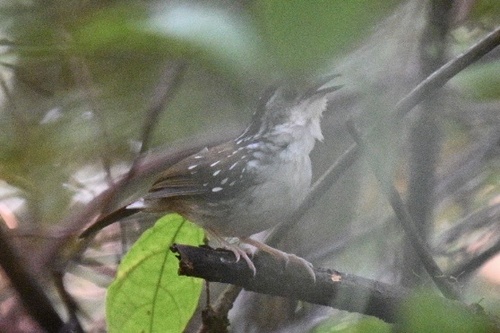 Striped Wren-Babbler (Kenopia striata), photo 9
