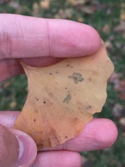 Bartheletia paradoxa