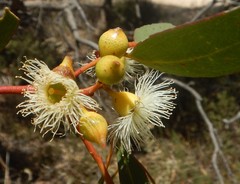 Eucalyptus leucoxylon