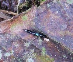 Paederus ornaticornis