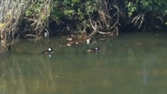 Lophodytes cucullatus