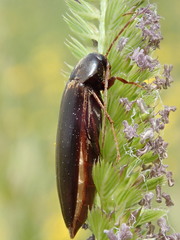 Ctenoplectron
