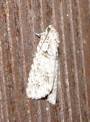 Acronicta modica