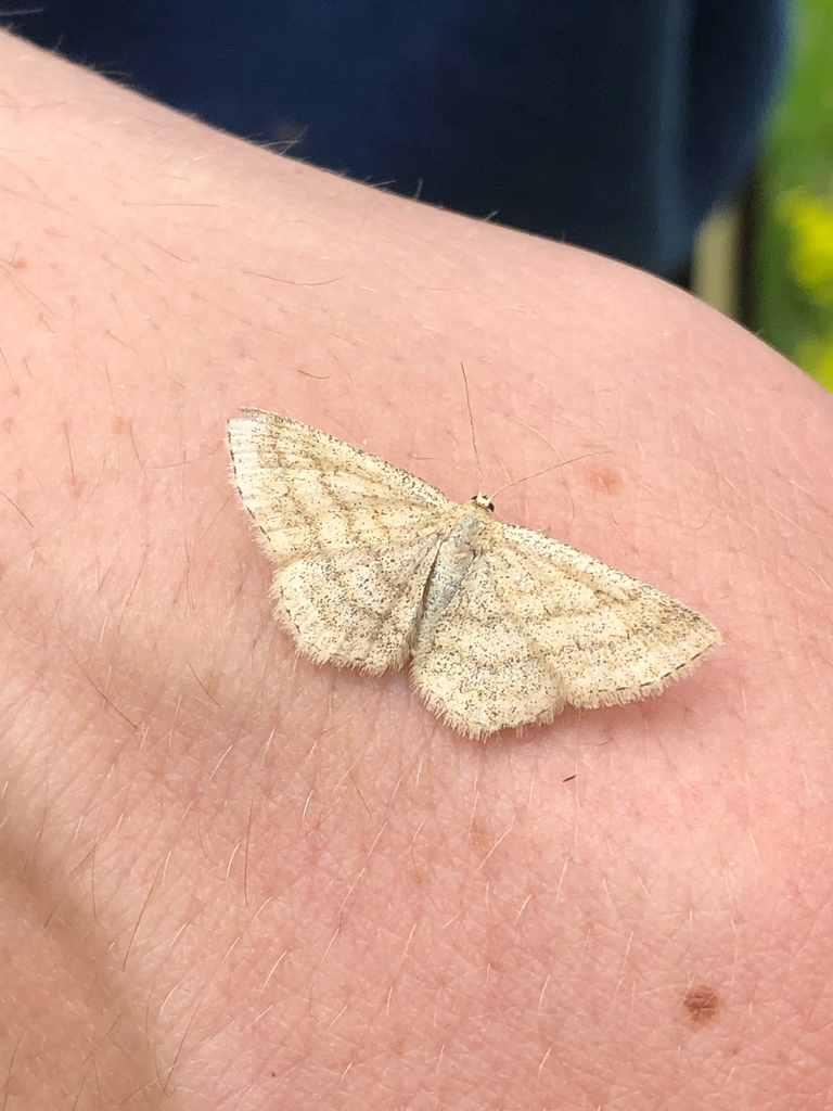 Scopula sideraria