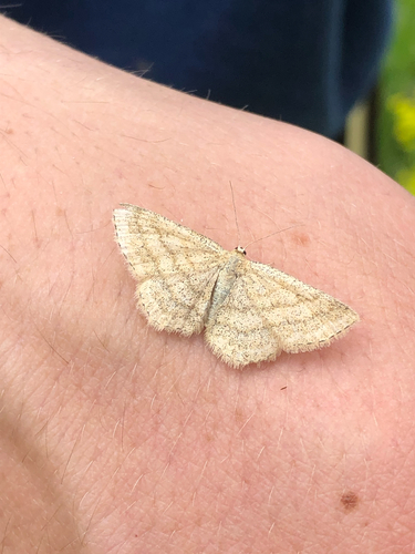 Scopula sideraria