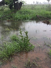 Campuloclinium macrocephalum