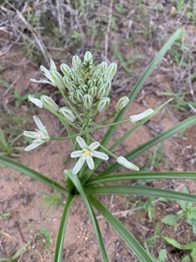 Albuca seineri