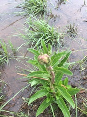 Campuloclinium macrocephalum