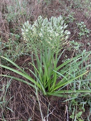 Albuca seineri