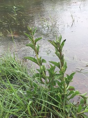 Campuloclinium macrocephalum