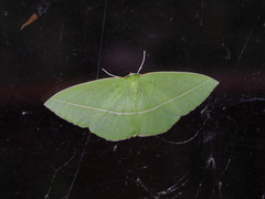 Tanaoctenia haliaria