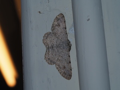 Lassaba parvalbidaria