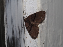 Anectropis semifascia