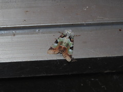 Euplexia chlorerythra