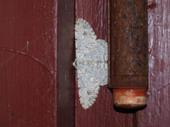 Lassaba parvalbidaria