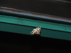 Harutalcis fumigata