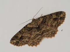 Paradarisa comparataria