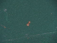 Epipsestis meilingchani