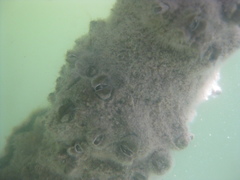 Austrominius modestus