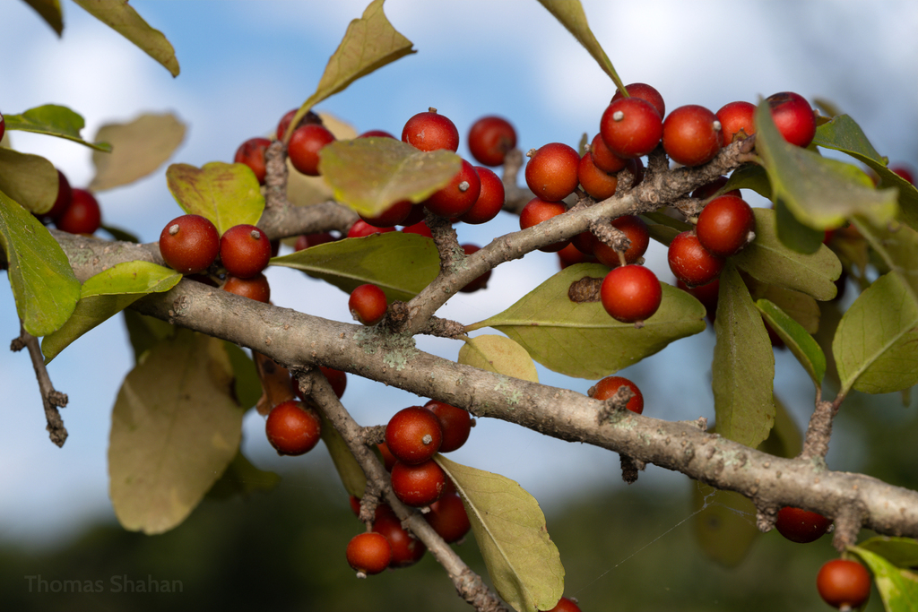 Ilex decidua — an easy houseplant, prefers full sun light