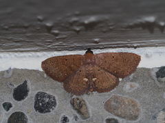 Nechesia albotentata