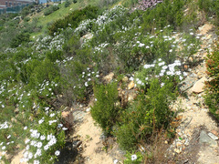 Dimorphotheca walliana