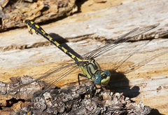 Ophiogomphus morrisoni