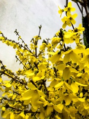 Forsythia suspensa