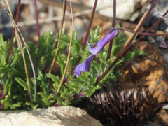 Lobelia chamaepitys