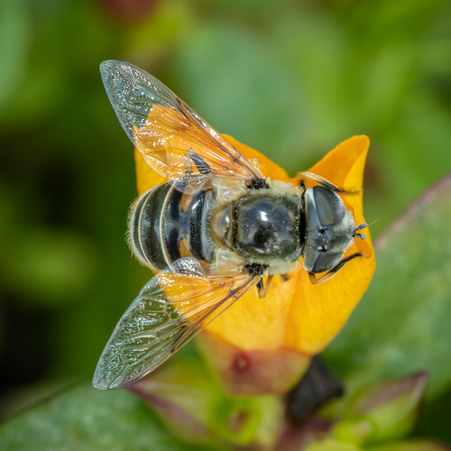 Unknown species found near Minnesota Landscape Arboretum, Carver, Minnesota, United States