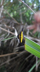 Gasteracantha hecata