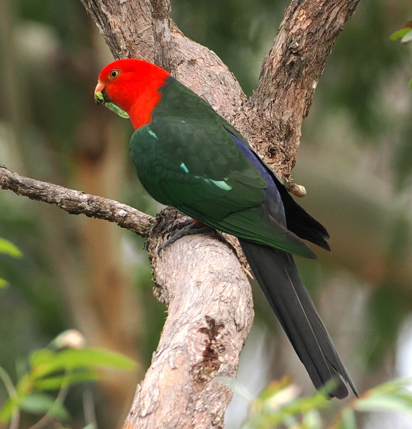 Alisterus scapularis scapularis (Lichtenstein, 1816)