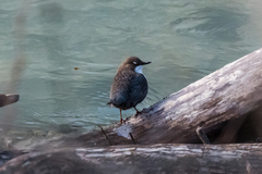 Cinclus cinclus aquaticus