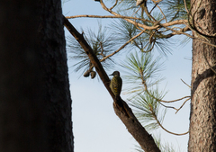 Melanerpes striatus