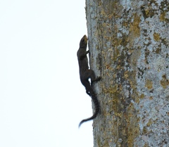 Heliosciurus punctatus