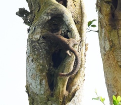 Heliosciurus punctatus